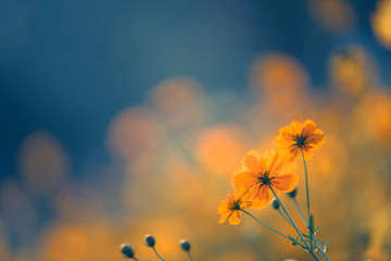 家中放什么花最旺宅（盘点九种旺财又旺宅的植物）