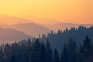 家中放什么花最旺宅（盘点九种旺财又旺宅的植物）