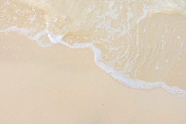 家中放什么花最旺宅（盘点九种旺财又旺宅的植物）